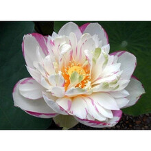 高产藕食用莲藕种苗藕种观赏荷花池塘种藕水培稻田鱼塘深水浅水藕 鄂莲8号藕【荷花观赏藕】 裸根不带土