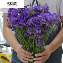 勿忘我水晶草销买按斤鲜花干花装饰进货基地直接发货花束真花 紫色勿忘我(称重) 干花包