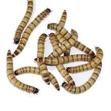 养殖场大麦虫 龙鱼 乌龟 蜥蜴 蜘蛛 宠物活体饲料 500克一斤净重