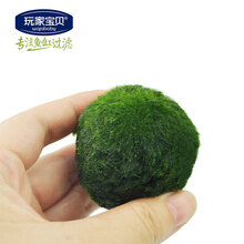 水草 鱼缸造景水草缸造景草前景草爬地矮珍珠天湖荽藻球水芙蓉莫丝树三解莫丝凤尾苔牛毛毡 绿藻球