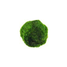 趣乐多绿藻球虾缸推荐小号大号绿毛球鱼缸前景草活体水草藻类植物真水草 绿藻球中号直径约3CM