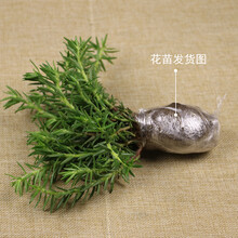 重瓣太阳花苗 室内外盆栽阳台花卉植物太阳花四季开花带根 混色花苗10棵+肥 不带盆