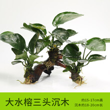 森悠 鱼缸造景水草 装饰水榕沉木净化水质辣活体绿植草缸后景组合椒榕有茎类实体活体水草水族箱懒人 【三头】大水榕三头沉木