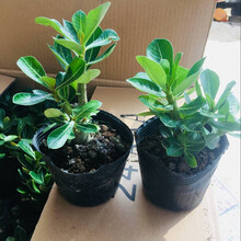 重瓣沙漠玫瑰花苗盆栽花卉绿植物老桩室内阳台小盆景四季种植 小苗【原土发货】 不含盆