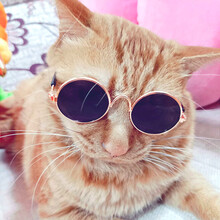 宠物猫眼镜猫咪墨镜复古酷猫搞怪拍照道具猫咪带的个性饰品小狗狗泰迪博美比熊10斤以下可带 梦幻紫 眼镜宽8cm，镜片框宽3cm（适合15斤以下宝贝）