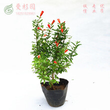 花石榴 庭院阳台小区别墅绿化苗木花期长耐盐碱盆栽绿植长花期 两年矮化盆景苗 不含盆
