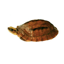 【活鲜】蟹爱 三线龟金钱苗闭壳活体 约460-600克（越南种黑底公） 一只 盒装