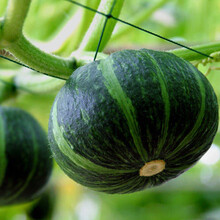 贝贝南瓜 2500g 栗香小南瓜 板栗小南瓜 1斤