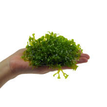 趣乐多 松茸 火焰 大三角 水晶 怪厥 珊瑚 美凤 圣诞 莫斯 莫丝水草真水草造景水草 怪蕨莫斯 网片约7×7CM