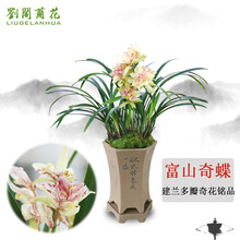 刘阁兰花 建兰多瓣奇花 富山奇蝶夏带浓香花苞出售室内花卉兰花苗兰草盆栽 6苗连体裸根