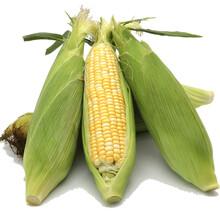 云南水果玉米  新鲜甜玉米 可生吃 新鲜蔬菜 9斤10-12根