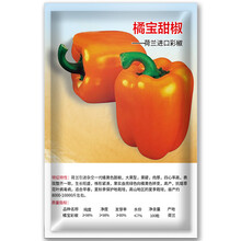 凤鸣雅世  彩椒种子甜椒菜椒青椒辣椒种籽方形灯笼椒四季阳台盆栽籽种孑蔬菜种子红椒黄高产甜椒籽蔬菜种籽 橘宝桔色方型甜椒种子 100粒