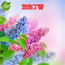 丁香花树苗花苗浓香花卉种植盆栽地栽四季常青别墅盆栽庭院别墅 双色丁香 4年苗2公分粗