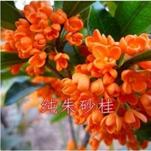 桂花籽 桂花树种子金桂丹桂沉香桂四季桂花种子花卉种子桂花种子 纯朱砂桂20粒