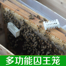 蜂具养蜂工具 塑料王笼 蜜蜂多功能蜂王笼囚蜂王囚王笼中蜂蜂箱 10个（平均每个0.7元）