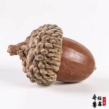 【橡果5枝】松果 家居装饰复古摆件真花干花 干果拍摄道具 背景果枝 干枝花束 手工粘花 橡果不带杆  5只装