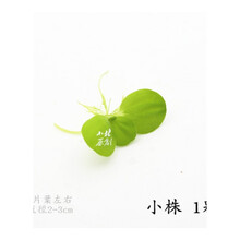 惊爆浮性水质净化水莲花水芙蓉水培水草鱼缸浮萍活体植物水池造景 水芙蓉小株