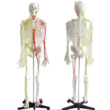 颐诺 医学170cm人体骨骼模型骨架标本全身模型可拆人体骨架医用教学模型结构人体骨头架子模型 170CM带神经血管模型