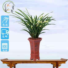 兰花浓香素心建兰四季兰春兰蕙兰盆栽兰草花卉绿植 3苗玉女素（关注送肥）