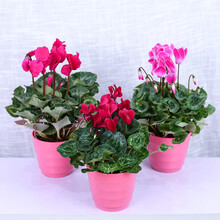 春沭 仙客来大苗盆栽花卉观花植物好养庭院室内带花带花苞发货四季开花 三人行 带盆栽好