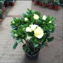阳台室内盆栽花卉牡丹栀子花苗树苗 大叶绿植 四季开花枝子花植物 5年大苗 不含盆