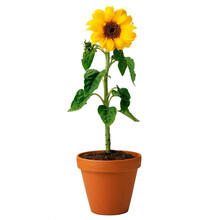 美农汇 太阳葵花向日葵小熊笑脸观赏向日葵种子盆栽春夏秋季易种盆栽花卉种籽阳台 笑脸多头100粒