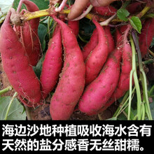 10斤海南沙地红心蜜薯新鲜红薯农家烤番薯糖板栗薯果蔬菜香薯地瓜