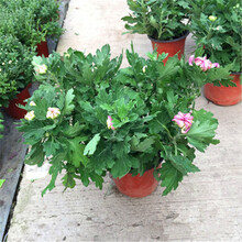 云杨 千头菊菊花苗 迎客松苗秋菊多头菊女王菊波斯菊荷兰菊 雏菊菊花苗盆栽带花苞发货庭院阳台花卉绿植 波斯菊 玫粉色