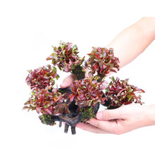 鱼缸造景活体水草红波沉木水族箱装饰用品 红波六头