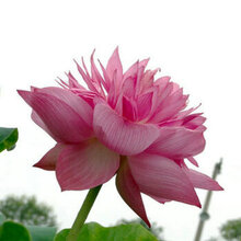 杏花天水培花卉绿植盆栽【30粒已开口碗莲子套装】荷花睡莲花种碗莲种子盆栽水培绿植花卉种子四季播种 P莲子混色30粒套装