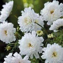 逸棵波斯菊种子格桑花卉种观花植物四季开花阳台盆栽庭院植物种子花草种子花籽春播四季种 高 白重瓣2g