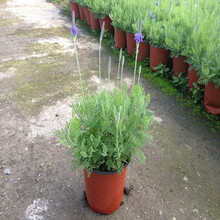 带花苞  薰衣草苗 盆栽花卉大苗带花苞 羽叶 室内开花植物 清新空气 带塑料原盆原土 整盆苗不含盆