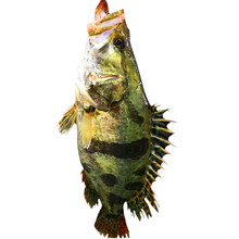 品鲜肴 淡水鱼生态桂鱼/鳜鱼/鳌花鱼/桂花鱼/季花鱼 自然长现捕鲜活现杀生鲜水产 约500g（净膛前）现杀1条