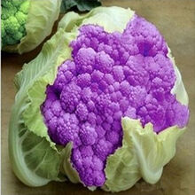 TLYY紫色花椰菜种子花菜蔬菜种子营养价值高适合各地栽培约20粒