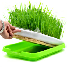 一播大地 小麦草种子小麦苗榨汁芽苗菜种子无土水培栽培纸上种菜有机大麦草种子阳台种植盘 榨汁小麦籽250克