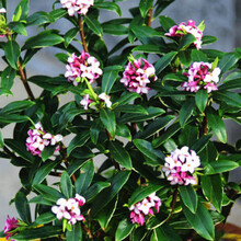 醉花春 金边瑞香  室内盆栽绿植花卉   耐寒盆景绿植花卉 瑞香花苗冬季开花 花期超长带花苞 10年金边瑞香当年开花爆满不含盆