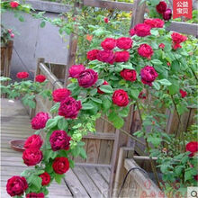 雅卉（YAHUI）欧洲月季花苗 阳台庭院盆栽地栽 藤本蔷薇花苗月季爬藤植物四季循环开花开花 海格瑞 3年苗