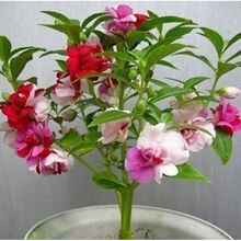 TLYY花卉种子七彩凤仙花种子盆栽花草种子指甲花种子易种花籽约50粒