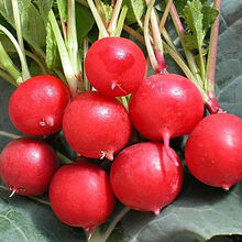 TLYY蔬菜种子阳台种植樱桃萝卜种子约200粒