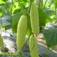 TLYY蔬菜种子瓜果种子植物种子春秋黄瓜种子约20粒