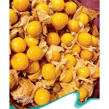 TLYY蔬菜种子水果盆栽蔬菜甜姑娘黄甜菇娘观果植物40粒