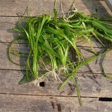 月娥 水草种子轮叶黑藻苦草菹草狐尾藻河鱼塘养鱼龙虾螃蟹龟水草水葫芦伊乐藻种子 养殖鱼龙虾螃蟹乌龟草籽 苦草种子 半斤250克价格