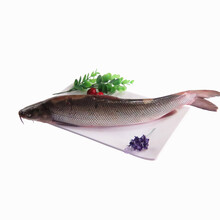 渔鼎鲜 天山鲜活鳕鱼 700-800克/条 袋装 肉质白皙鲜嫩