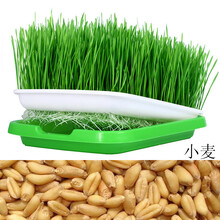 一播大地小麦草种子麦苗无肥有机小麦种子250克榨汁喝保健种子榨汁大麦种子育苗盘 育苗盘+育苗纸10张+半斤小麦