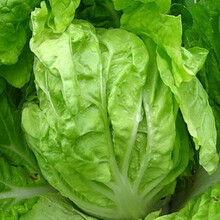 花明月 早熟五号大白菜  蔬菜种子 阳台种菜 盆栽 高出芽率精装 100粒