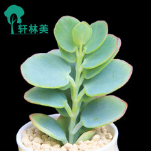 轩林美  吊兰植物 覆盆草盆栽组合肉肉植物办公室内多肉植物盆栽不带花盆吊兰 多肉 绿植 白姬之舞(4-6cm)