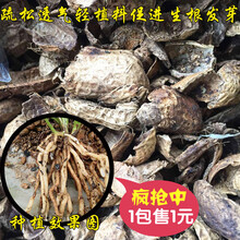 刘阁兰花 自然原生态调和兰花种植专用植料 发酵花生壳 新手需备养兰苗植料 中等盆建议5-8包，单拍10包起发货
