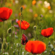 一播大地 多年生虞美人种子 混色花籽 草花种子 花海种子 景观绿化花种子 丽春花草种子易种 虞美人种子混色50克