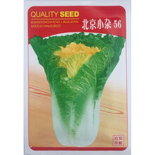 民汇园蔬菜种子 北京小杂56大白菜种子 青菜小白菜早熟品种  黄心白菜耐热抗病 春秋两用 5克/袋