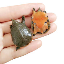 小甲鱼苗王八苗活体乌龟中华鳖水鱼苗外塘龙鱼活体饲料 4-6克10只